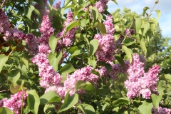 Perle_2021_IP_dacha_TP_6