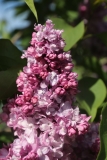 Perle_2021_IP_dacha_TP_7