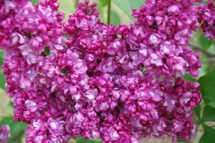 Perle_IS_1
