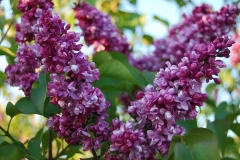Perle_IS_2