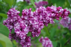 Perle_IS_3