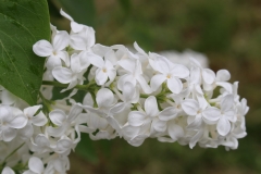 Pērļu Zvejnieks (Pearl Seeker)