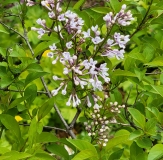 Alba_persica_20210427-BLBG-MLD-1