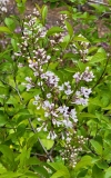 Alba_persica_20210427-BLBG-MLD-2