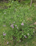 Persian_20230422_MLD_MLD