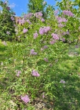 Persian_20240420_MLD_MLD