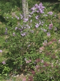 Persian_20240422_MLD_MLD