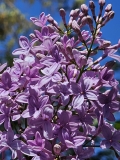 Persian_20240422_MLD_MLD_5