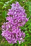 Persian_lilac_20230503_MLD_MLD_1