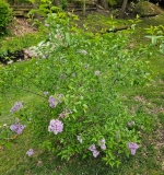 Persian_lilac_20230503_MLD_MLD_2