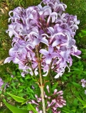 Persian_lilac_20230503_MLD_MLD_3