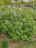 Persica_alba_Brooklyn_BG_20240504_MLD_85