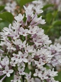 Persica_alba_Brooklyn_BG_20240504_MLD_86