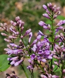 persica_20230418_MLD_MLD