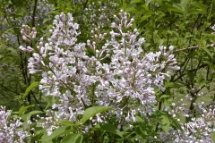 persicax_BP__MW_2