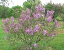 persicax_KP_HI_1