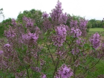 persicax_KP_HI_2