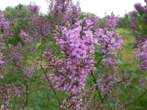 persicax_KP_HI_3