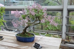 persicax_bonsai_BBG_TP