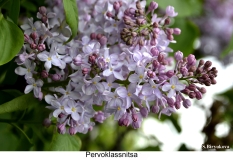 Pervoklassnitsa_2024_Russia_SB_1