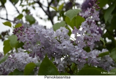 Pervoklassnitsa_2024_Russia_SB_2