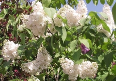 Peterburzhenka_TP_1
