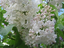 Peterburzhenka_TP_3