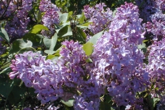 PETERSON'S UNKNOWN