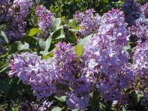 PETERSONS_UNKNOWN_2003_HP_MM__DM_1