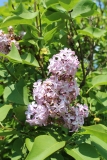 PETERSONS_UNKNOWN_2003_HP_MM__DM_4