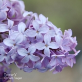 PETERSONS_UNKNOWN_201906_LM_CF