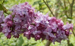 Pierre_Joigneaux_IS_2