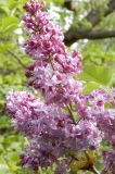 Pierre_Joigneaux_IS_4