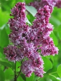 Pierre_Joigneaux_ZB_2