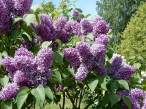 Pille_Estonia_IS