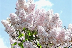 Pilvi