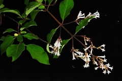 pinetorum