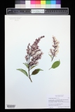 pinetorum_DBG