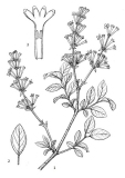 pinetorum_Flora_of_China