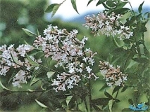 pinetorum_National_Science_and_Technology_China
