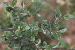 pinetorum_XiangchengTibet_Ganzi_Sichuan_SLYU_4