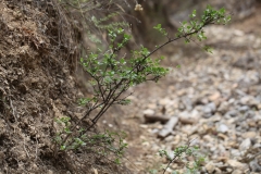 pinetorum_XiangchengTibet_Ganzi_Sichuan_SLYU_5