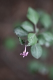 pinetorum_XiangchengTibet_Ganzi_Sichuan_SLYU_6