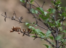 pinetorum_XiangchengTibet_Ganzi_Sichuan_SLYU_7