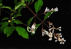 pinetorum_mairei_Chayu_County_Tibet_CHEN-cropped