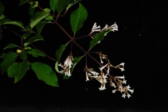 pinetorum_mairei_Chayu_County_Tibet_CHEN