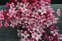 Pink Candy