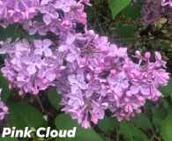Pink_Cloud_2021_Hulda_Klager_garden_BHH
