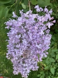 Pink_Cloud_20240525_Vermont_JJM