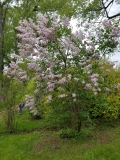 Pink_Cloud_20170523_RBG_MLD_1